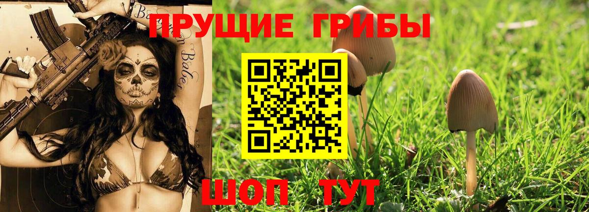 Галлюциногенные грибы Psilocybe Нововоронеж